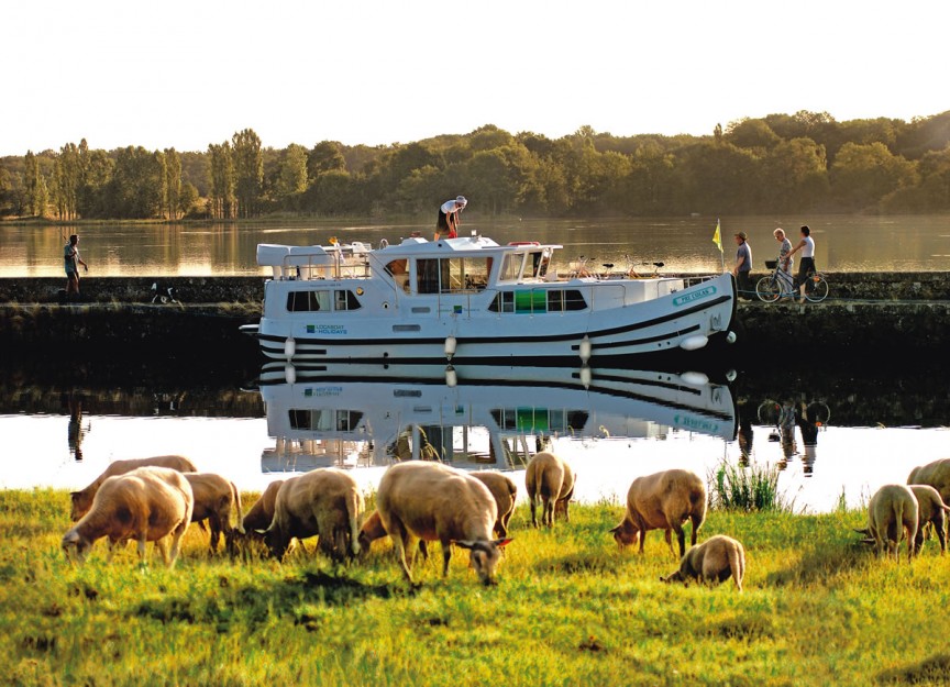 nivernais sheep grazing